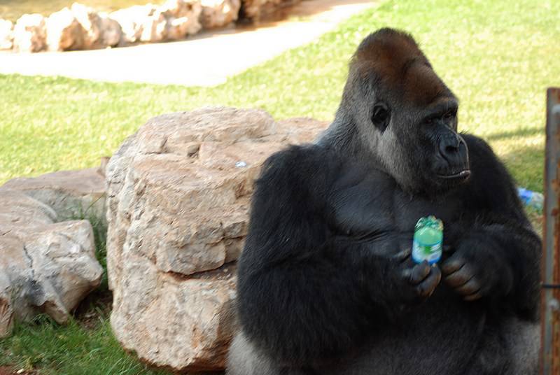 I cinesi vogliono lo zoo di Fasano