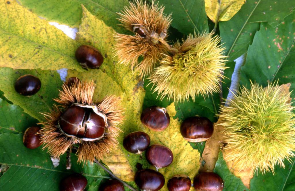 Calabria, a Marano Marchesato torna la Sagra della castagna