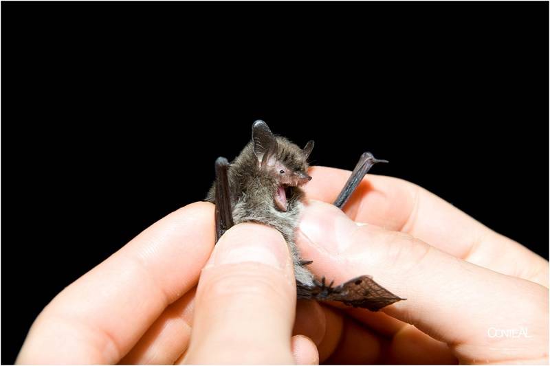 Appennino lucano, scoperta nuova specie pipistrello