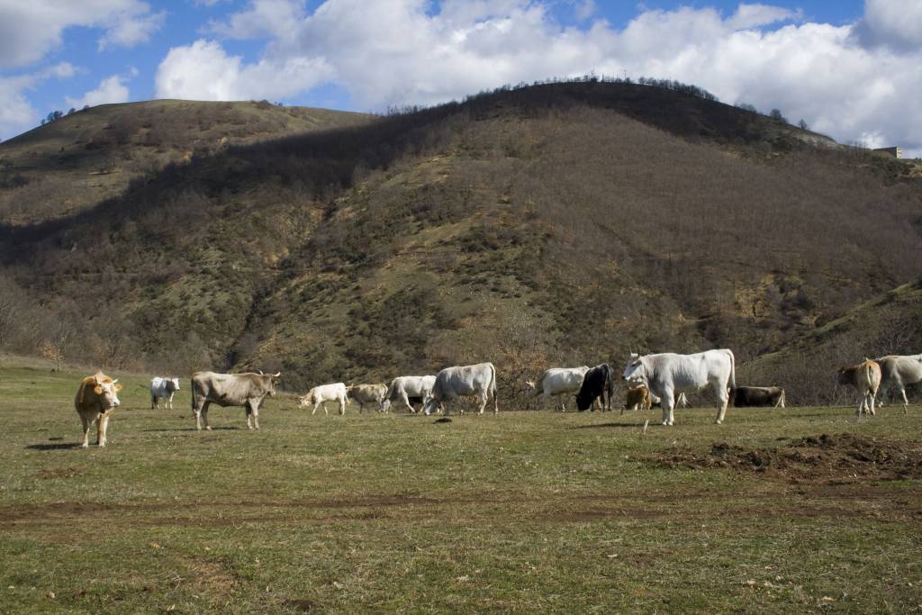 Brucellosi bovina, Regione Basilicata istituisce una Task Force