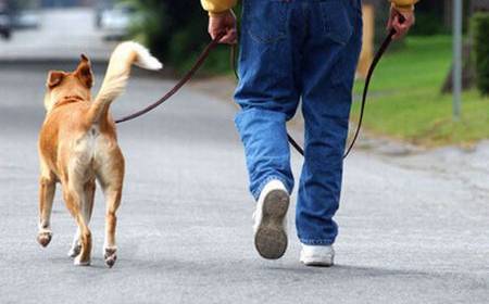 Decoro urbano, a Matera multe per le deiezioni dei cani