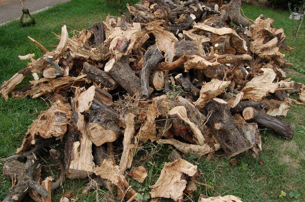 Rubano alberi d’ulivo secolari, tre arrestati