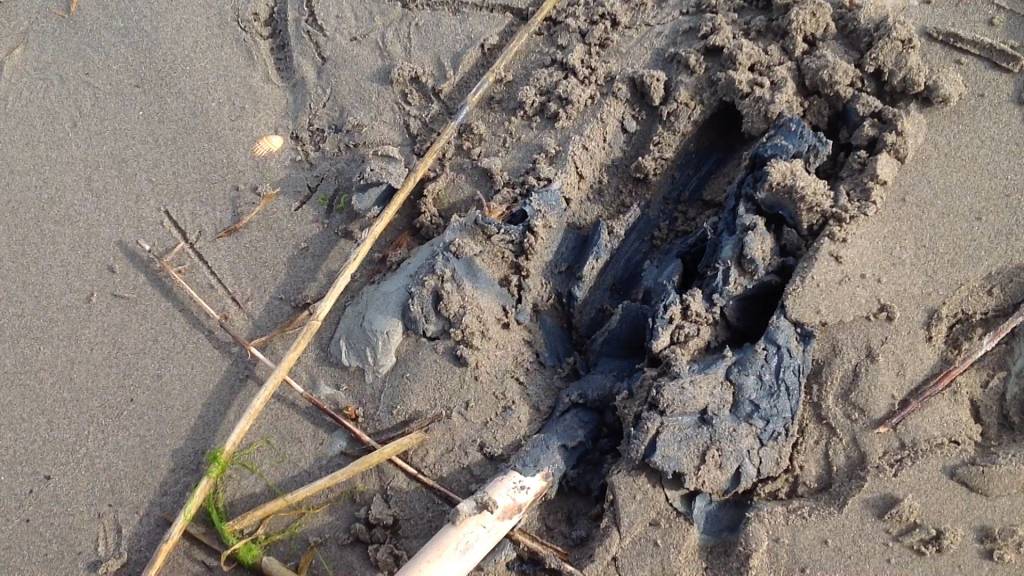 Fanghi neri sulla spiaggia consigliata dai pediatri