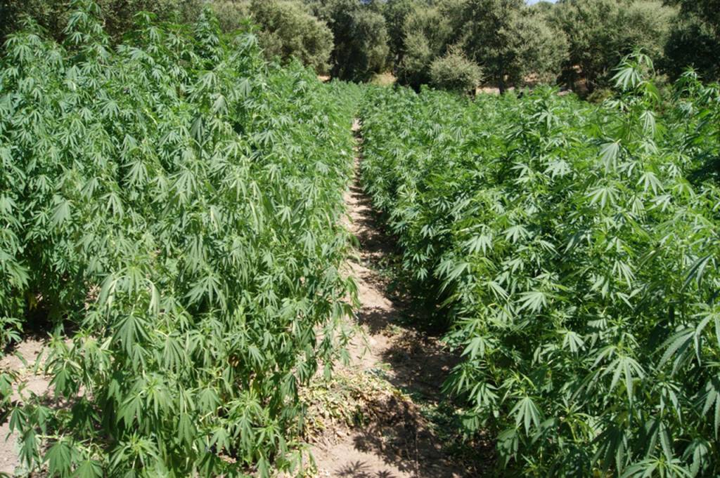 Trovate 12mila piante di marijuana