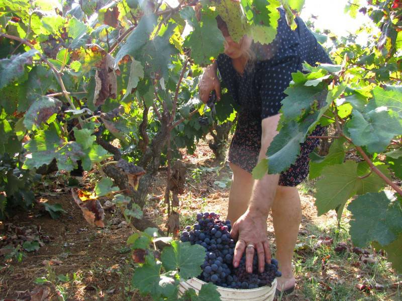 Bracciante morta in Puglia: aperta inchiesta