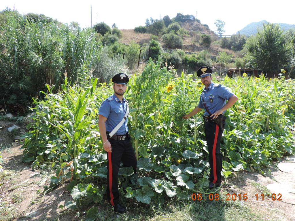 I carabinieri con le piante di cannabis 