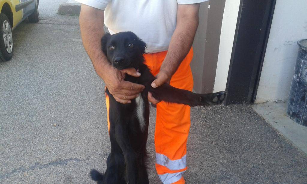 La storia a lieto fine di Nerone, salvato sull’autostrada dai cantonieri Anas