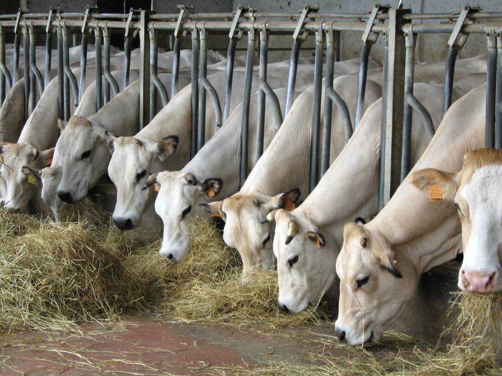 Allarme carne: a rischio oltre 50mila posti di lavoro