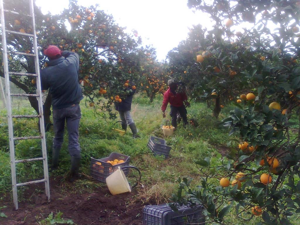 A Rosarno braccianti agricoli stranieri in condizioni disastrose