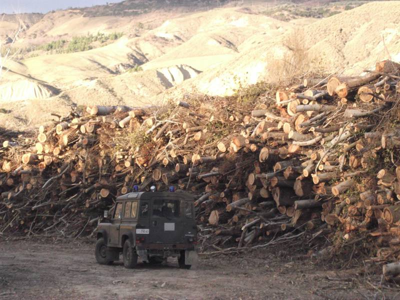 Alberi tagliati lungo il Basento e legna rubata