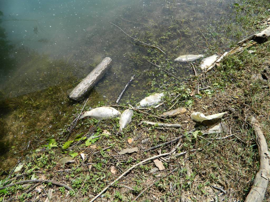 Pesci morti nel Pertusillo