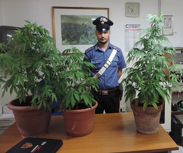 Le piante sequestrate dai carabinieri