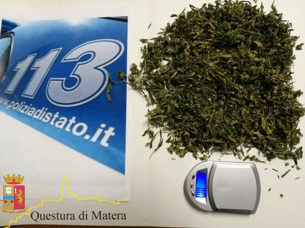 La marijuana sequestrata a Marconia