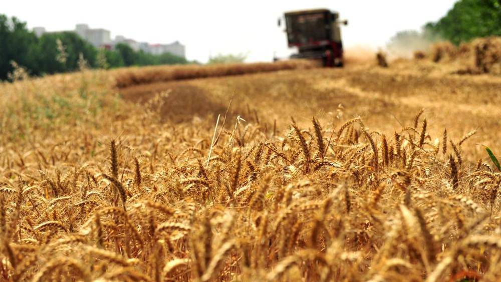 Un mese di mobilitazione in difesa del grano italiano