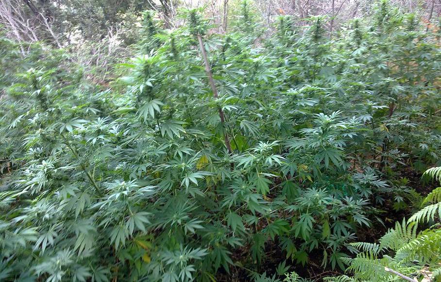 Stupefacenti, scoperte 15mila piante di marijuana