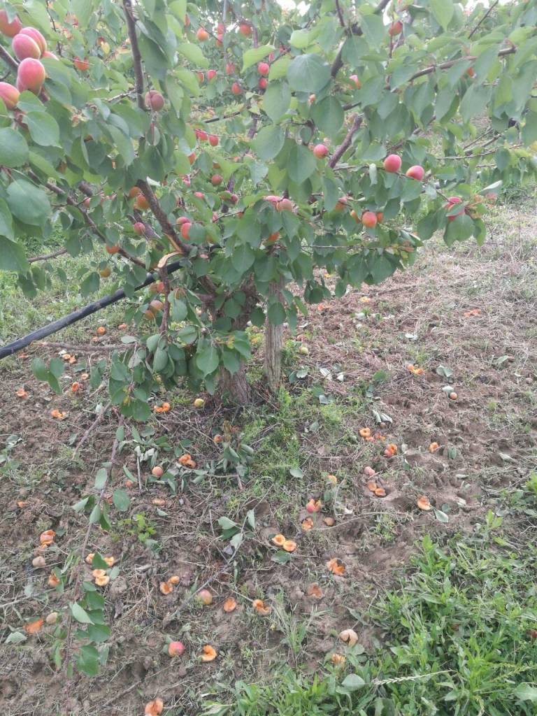 Agricoltura a Tursi messa a dura prova dai cinghiali