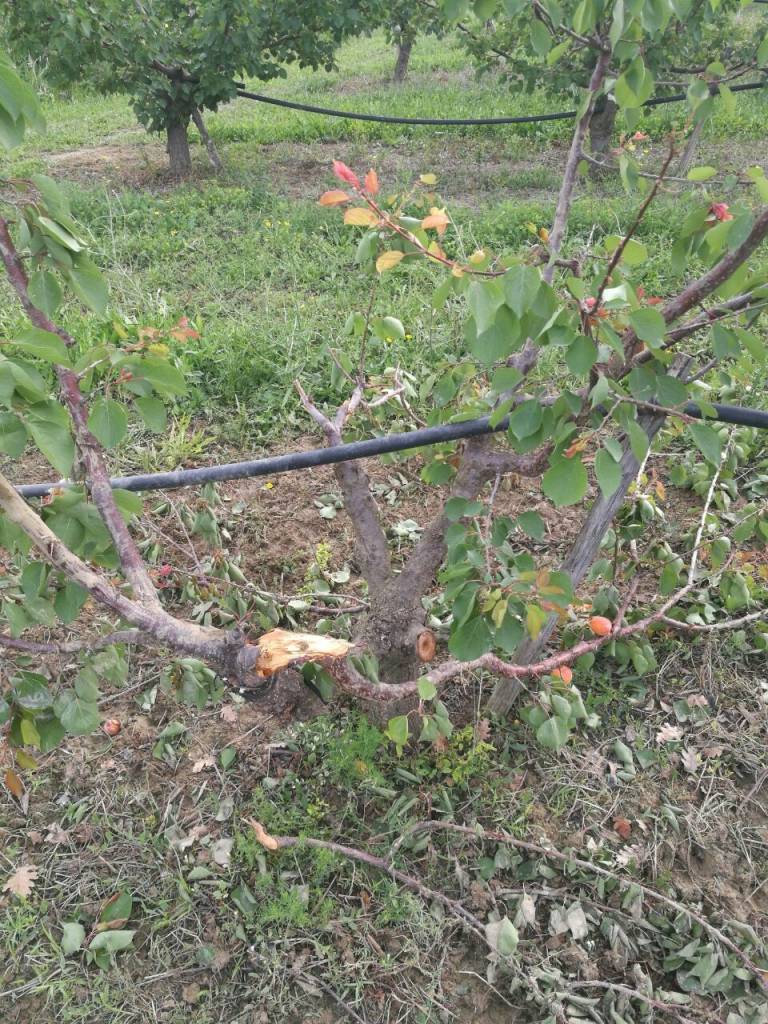 Agricoltura a Tursi messa a dura prova dai cinghiali