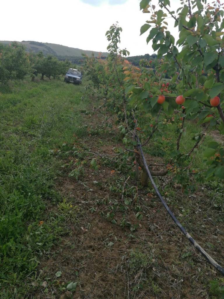 Agricoltura a Tursi messa a dura prova dai cinghiali