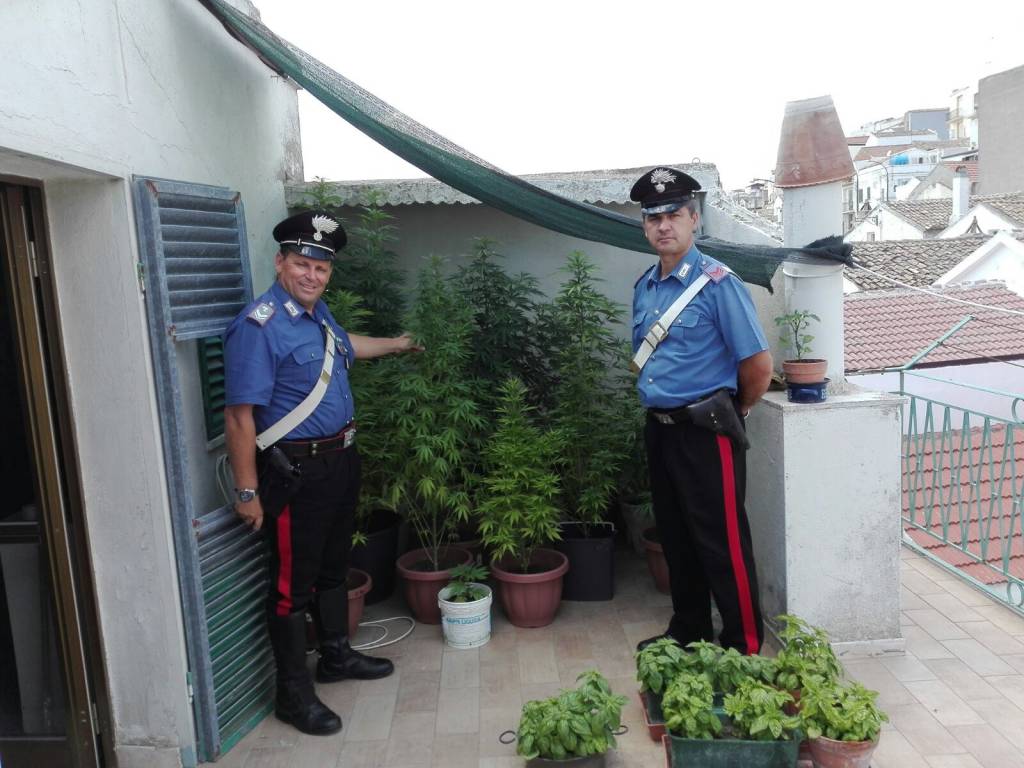 I carabinieri con le piante di cannabis