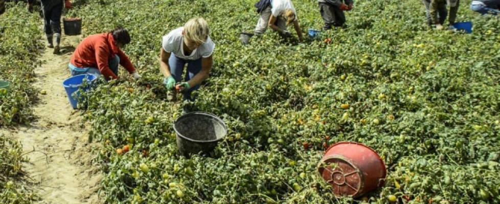 Lavoro nei campi in Basilicata, sindacati chiedono ordinanza di divieto nelle ore più calde