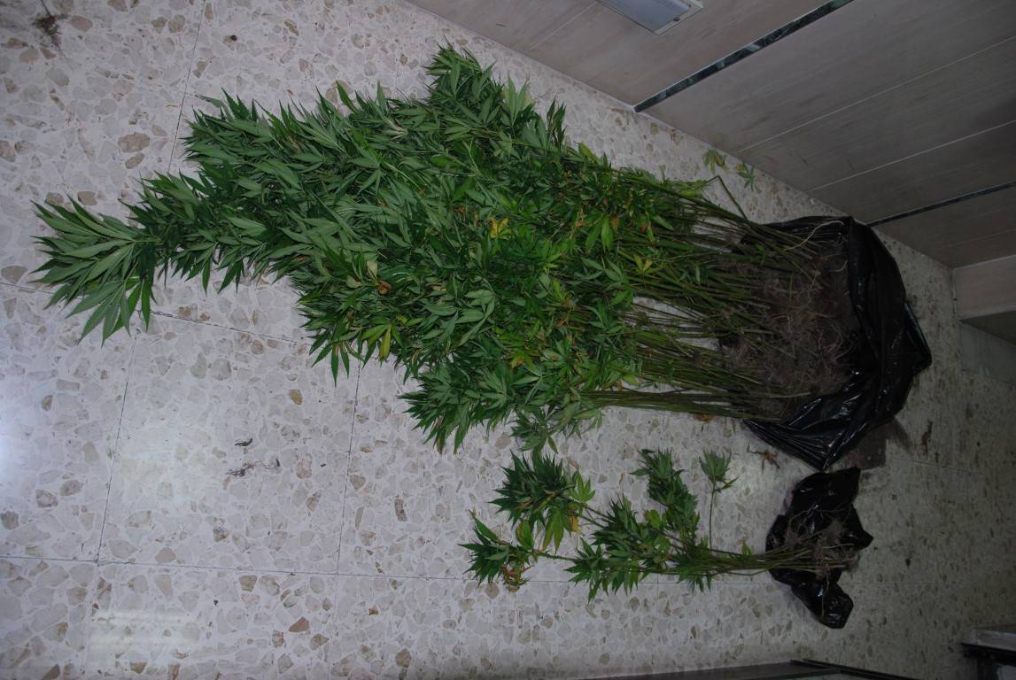 Coltivano marijuana, due conviventi arrestati a Matera