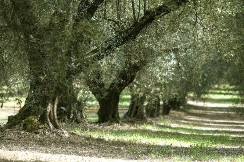 A Ferrandina la Camminata tra gli olivi per ammirare il maestoso Patriarca