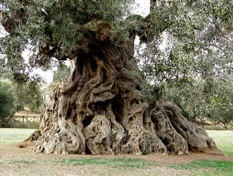 Alla scoperta del Patriarca, a Ferrandina la Camminata tra gli olivi