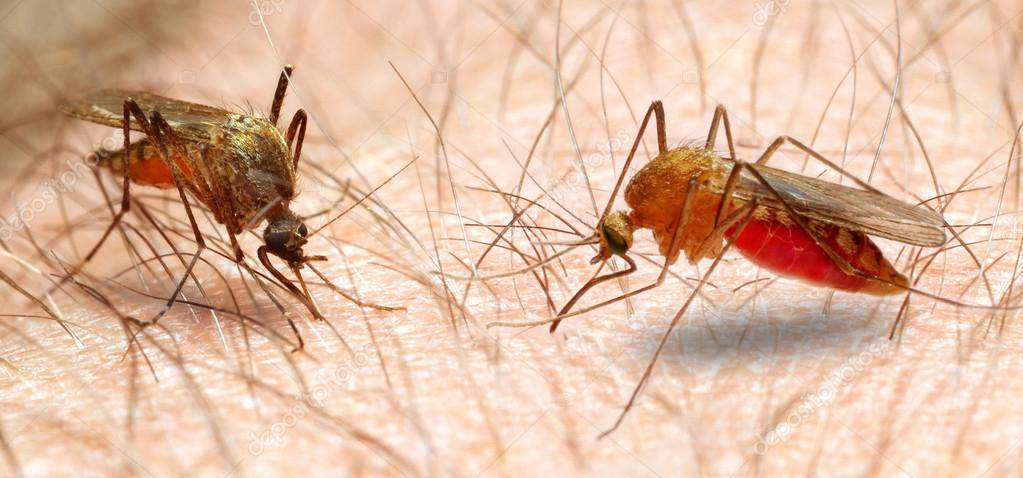 Malaria, trappole per zanzara anofele consegnate all’Azienda sanitaria di Matera
