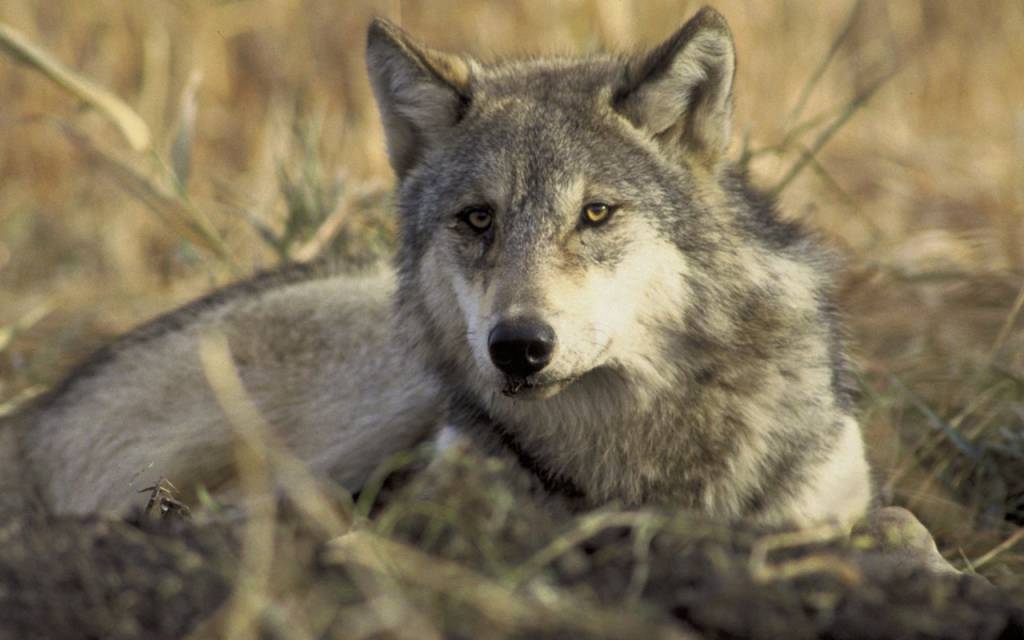 Potenza, ordinanza del Sindaco autorizza cattura dell’esemplare di lupo avvistato in città
