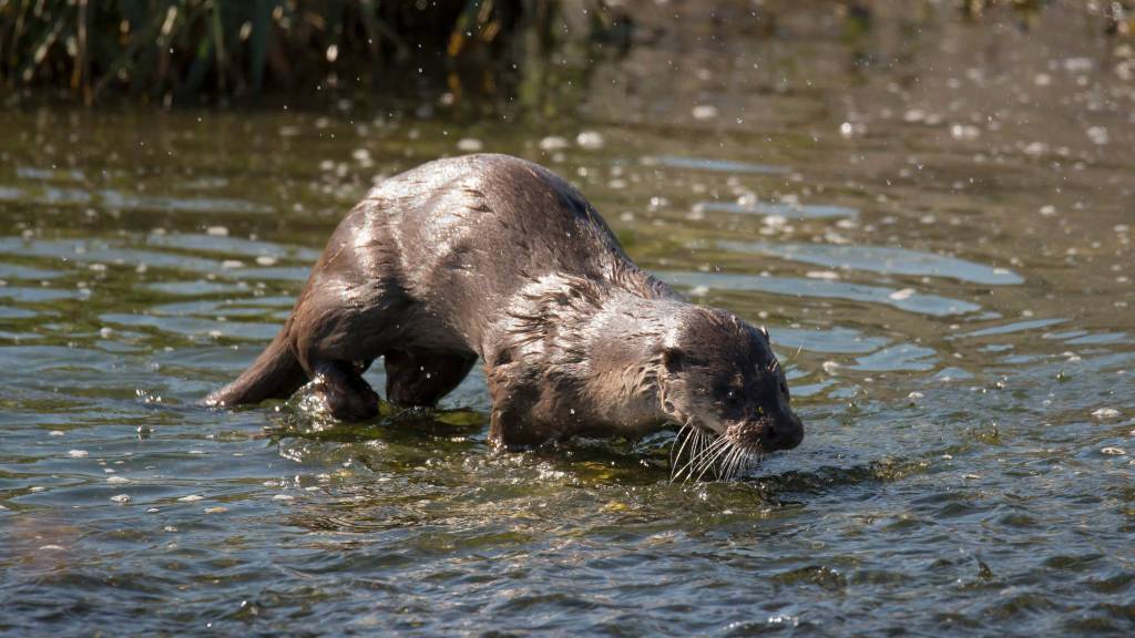 Lontra in natura (foto Gianluca Costantini)