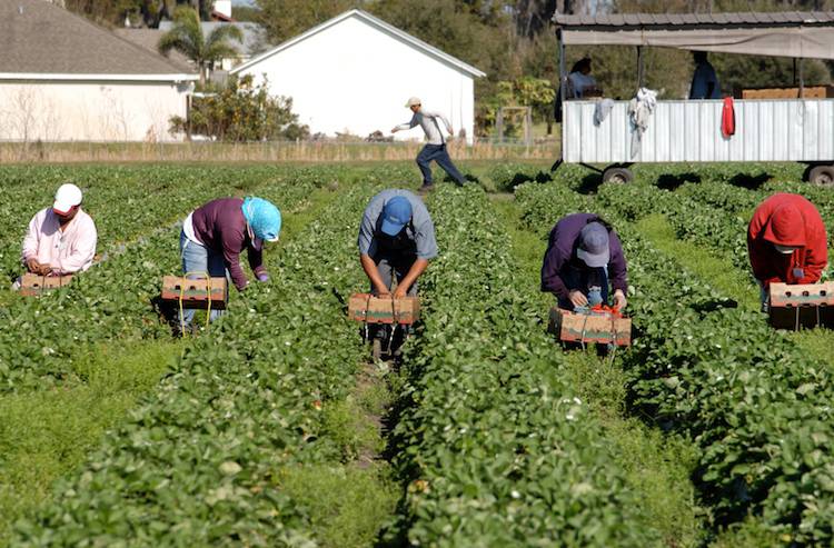 Lavoratori agricoli provincia di Matera, “rinnovo contratto è una buona notizia”