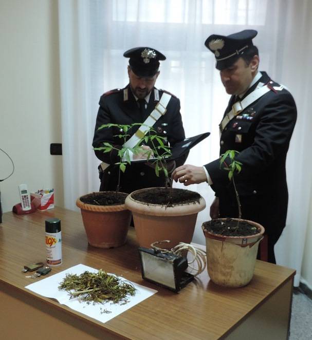 Carabinieri di Stigliano con piante di marijuana