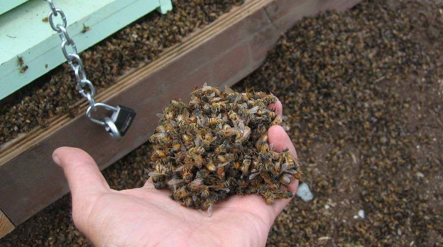 Morìa di api a Metaponto, le autorità facciano sul serio