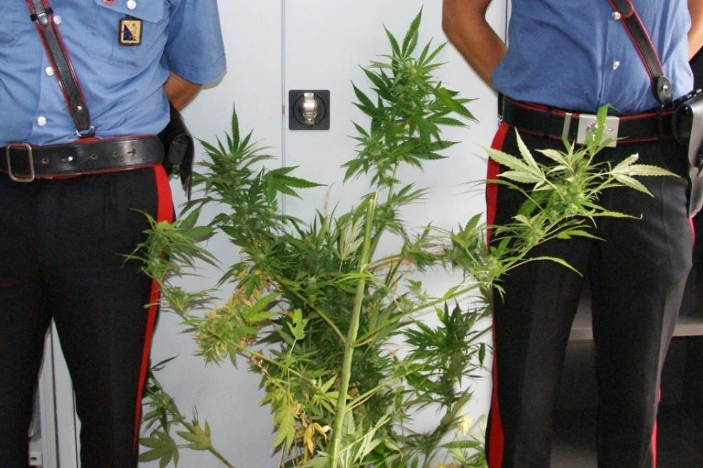 Coltivano cannabis sul terrazzo, in tre denunciati a Tramutola