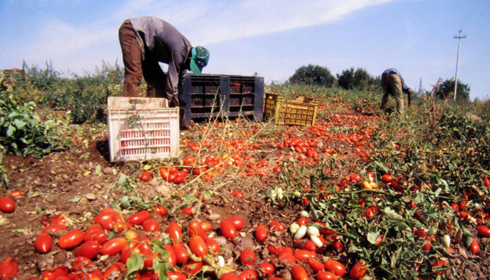 Produzioni pomodoro a rischio