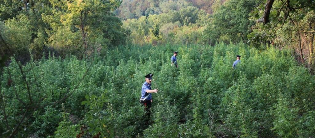 Maxi piantagione di marijuana scoperta nel Potentino