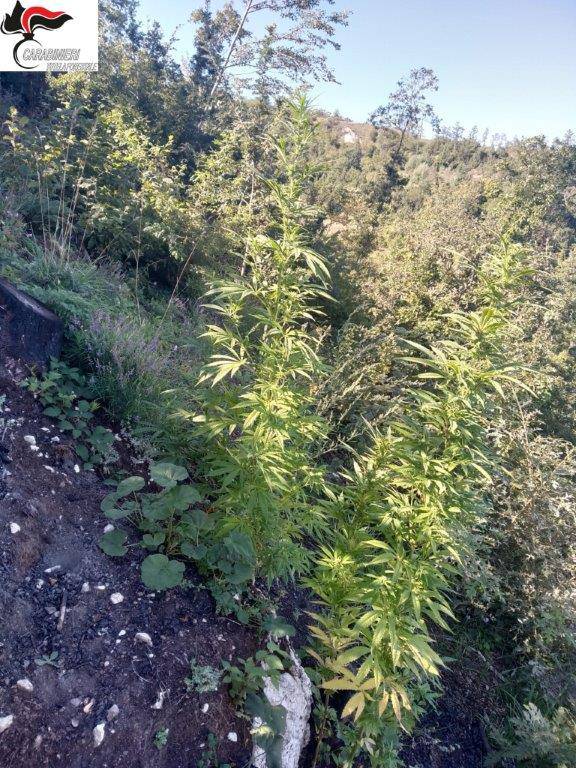 Vietri di Potenza, carabinieri scoprono 52 piante di cannabis