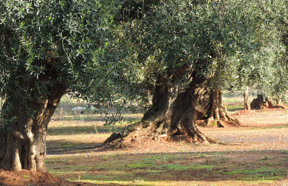 Camminata tra gli olivi, alla scoperta del patrimonio verde in Basilicata