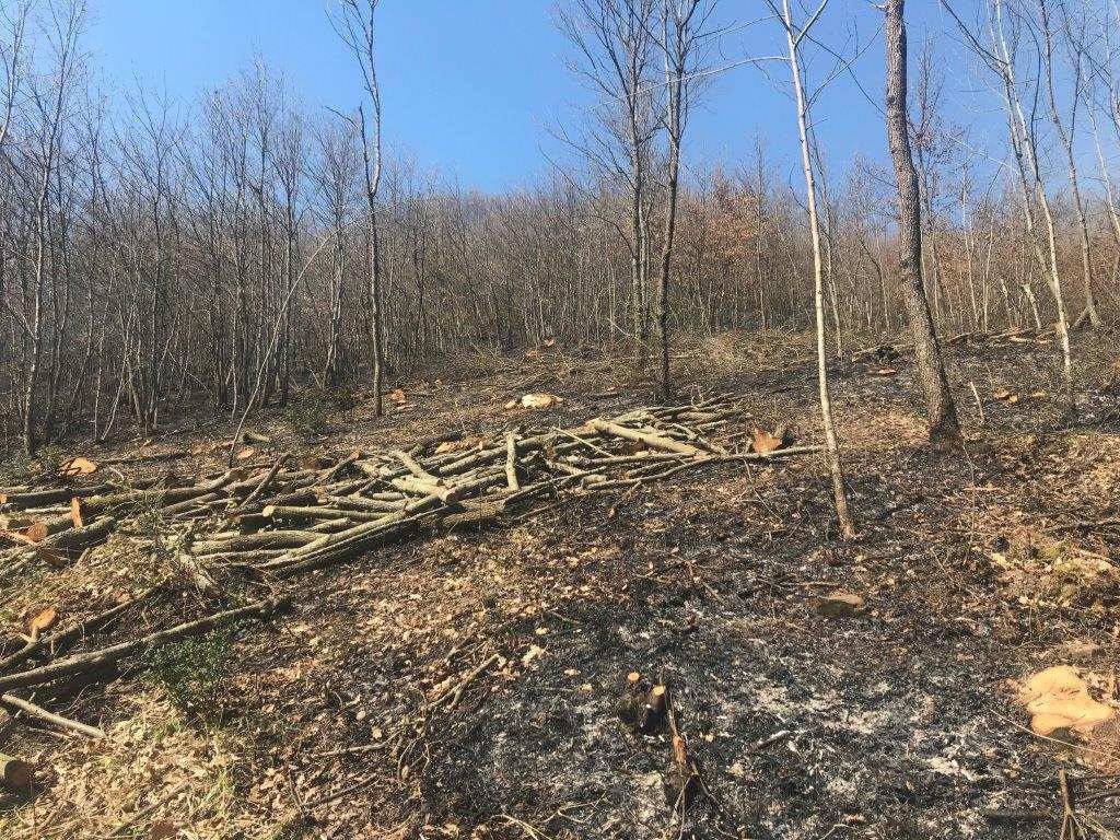 Incendio in un bosco, denunciato dai carabinieri forestali