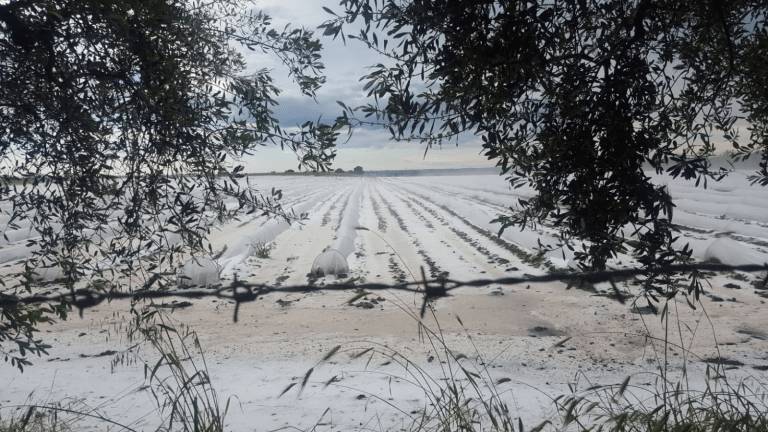 Calamità naturali, sbloccati quattro milioni di euro per le aziende agricole lucane