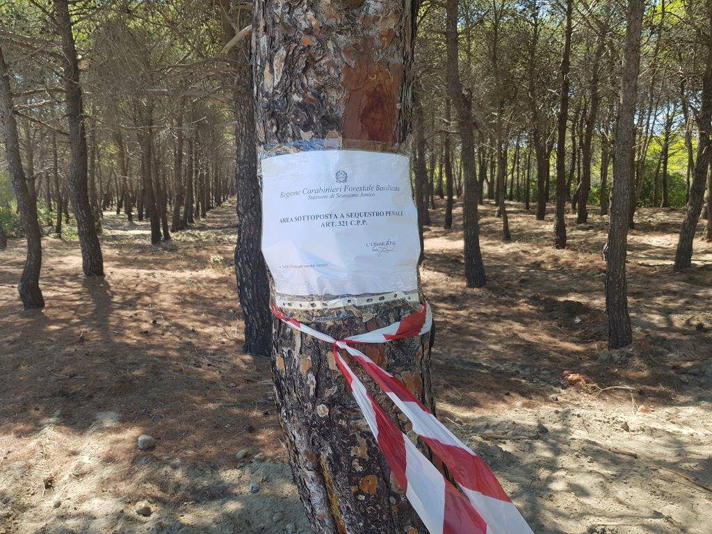 Pineta danneggiata, intervengono i carabinieri forestali. Tre denunce a Policoro