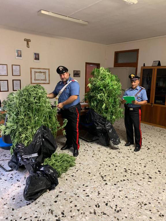 Coltiva marijuana in un frutteto a Tursi, carabinieri arrestano 35enne