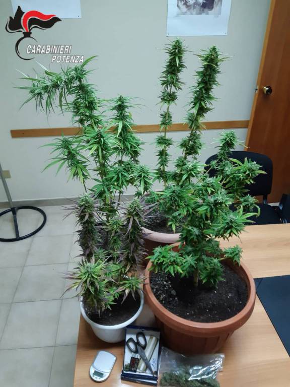 Droga, sorpreso a coltivare cannabis. Arrestato dai carabinieri