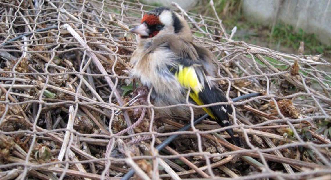 Bracconaggio, Cabs: “Le rotte del commercio illegale di uccelli da Nord a Sud dell’Italia”
