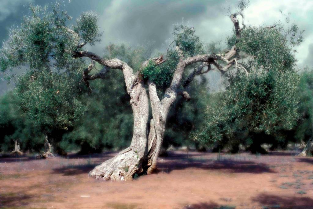 Ulivo secolare in Puglia. Massimo de Gennaro