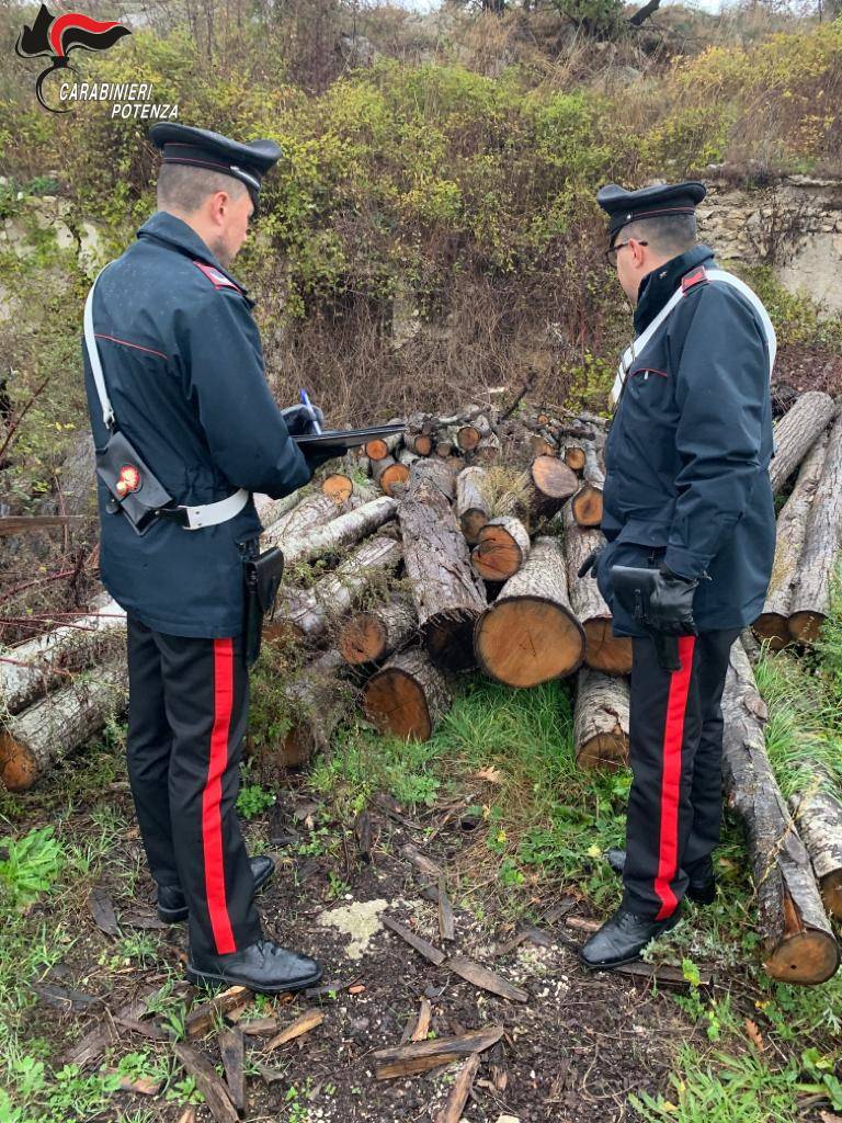 Rubano legna in bosco comunale a Bella, quattro persone arrestate dai carabinieri