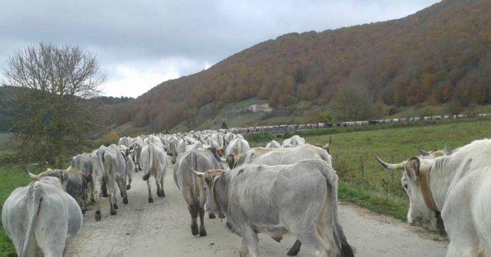 In Basilicata il convegno nazionale sulla transumanza