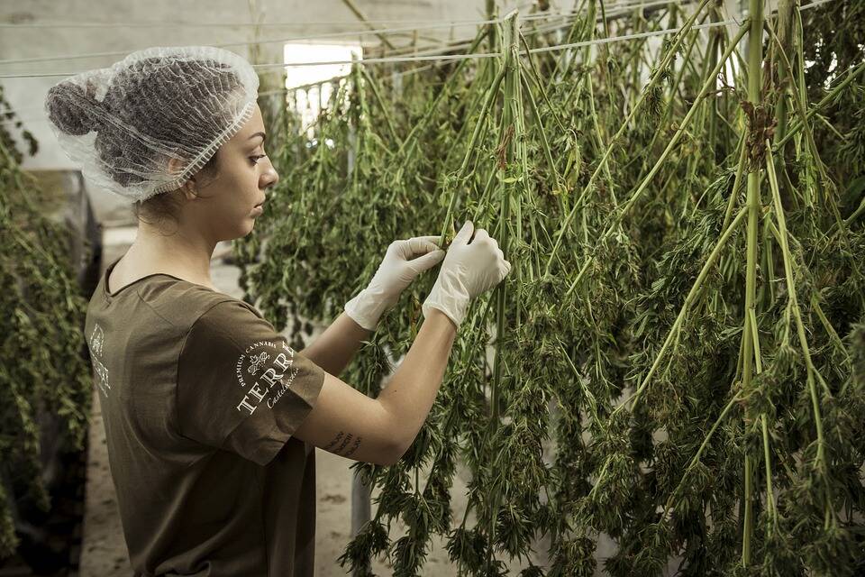Coltivazione domestica cannabis, “deputati lucani approvino disegno di legge”