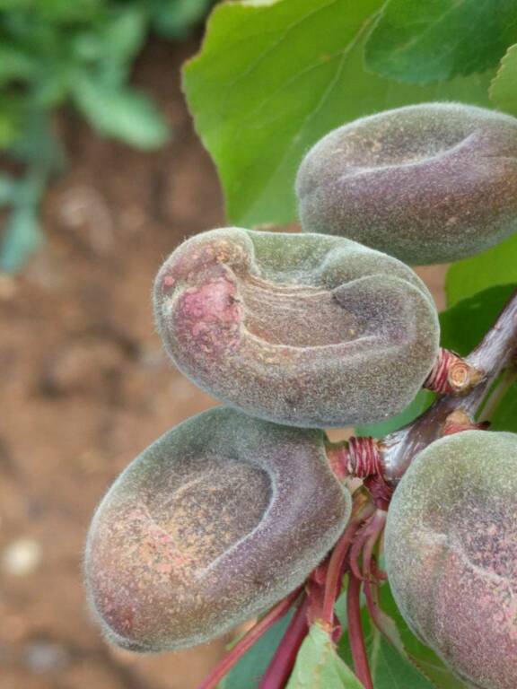 Agricoltura, danni per gelate nel Metapontino