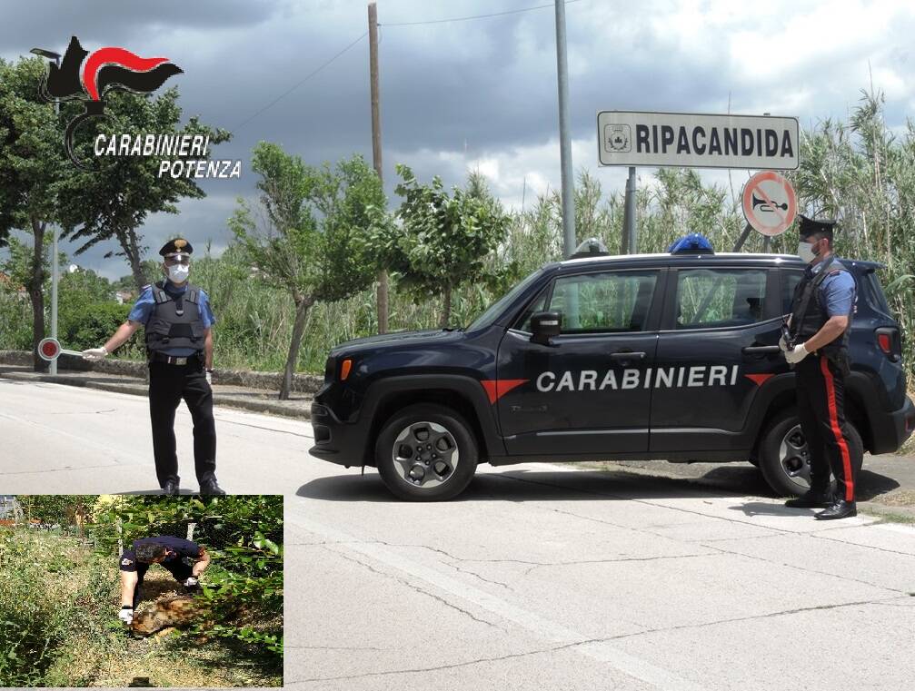 Operazione antidroga dei Carabinieri, una persona arrestata a Ripacandida